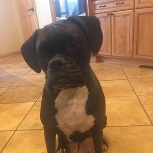 Meet your Posher, Mollie